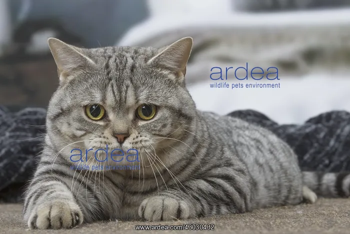 : Grey American Shorthair cat indoors