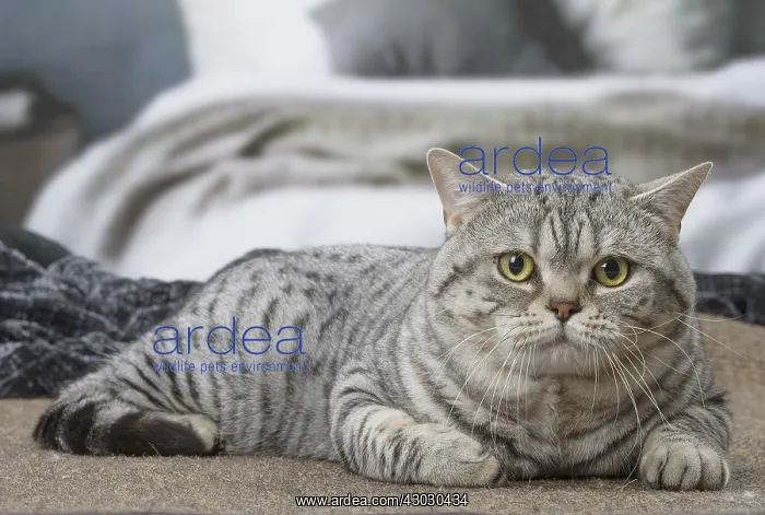  : Grey American Shorthair cat indoors