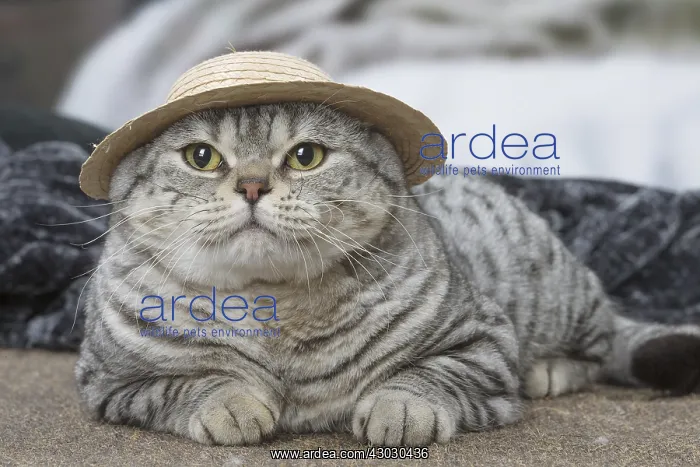 : Grey American Shorthair cat indoors : Grey American Shorthair cat indoors
