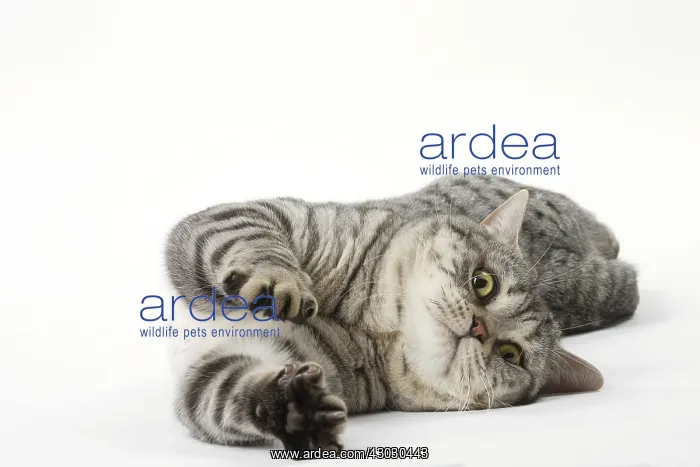 : Grey American Shorthair cat in the studio : Grey American Shorthair cat in the studio