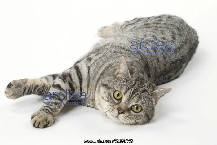  : Grey American Shorthair cat in the studio