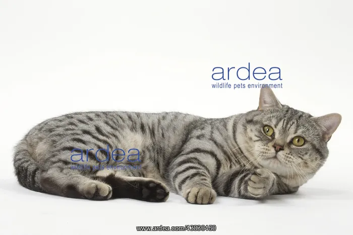  : Grey American Shorthair cat in the studio