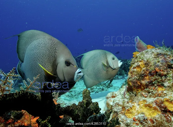 : Grey Angelfish : Grey Angelfish