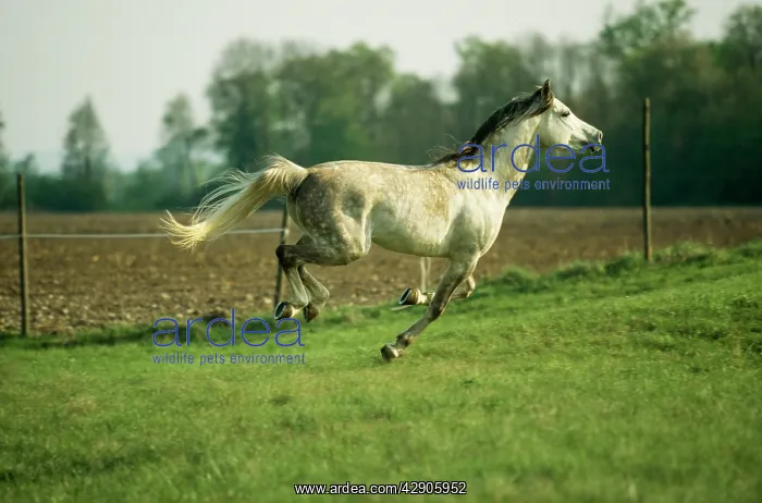 : GREY ARAB HORSE - mare galloping