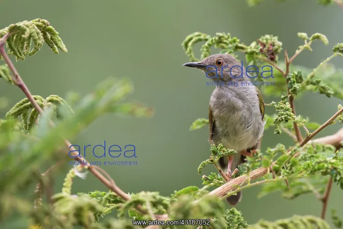 : Grey-backed Camaroptera : Grey-backed Camaroptera
