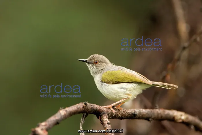 : Grey Backed Camaroptera / Bleating Warbler : Grey Backed Camaroptera / Bleating Warbler