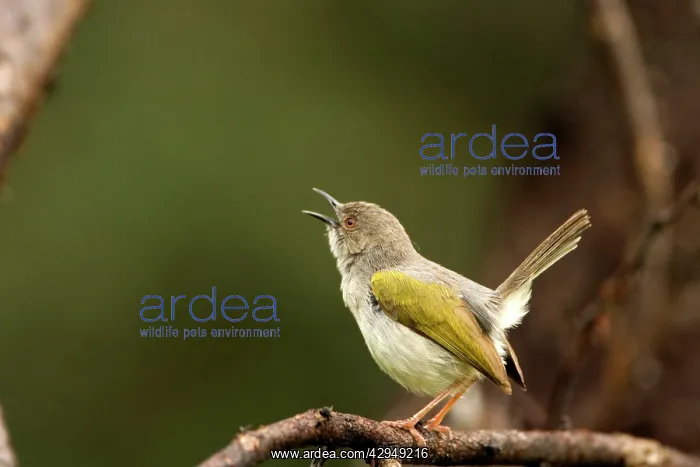 : Grey Backed Camaroptera / Bleating Warbler - Singing : Grey Backed Camaroptera / Bleating Warbler - Singing