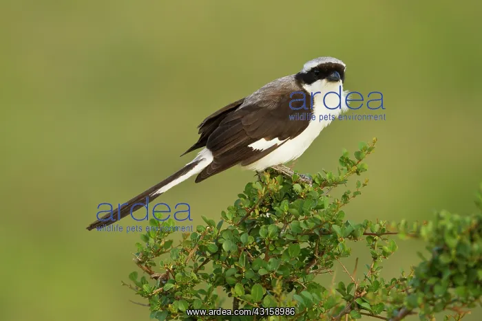 : Grey-backed Fiscal : Grey-backed Fiscal