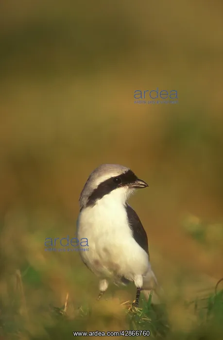  : Grey-Backed Fiscal Shrike - On the ground to pick