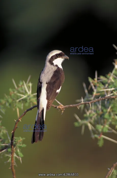 : Grey-Backed Fiscal Shrike - Perched in acacia bush : Grey-Backed Fiscal Shrike - Perched in acacia bush