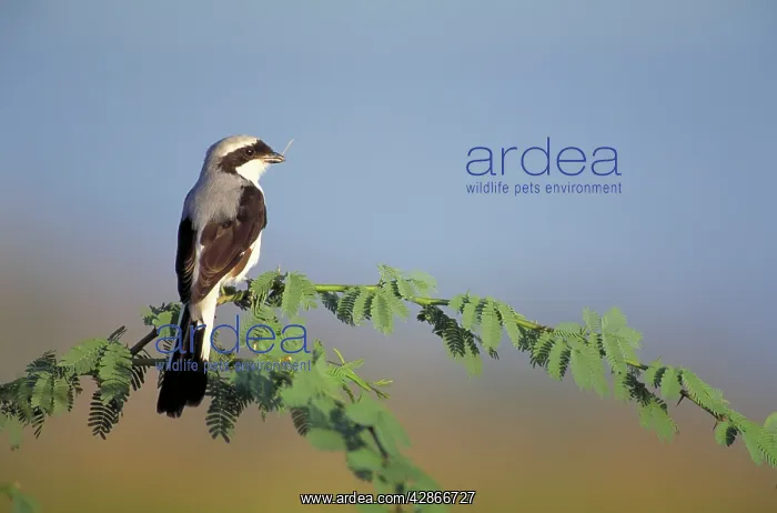 : Grey-Backed Fiscal Shrike - Perched in holding nest material : Grey-Backed Fiscal Shrike - Perched in holding nest material