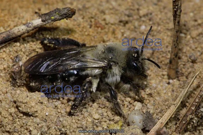 : Grey-backed Mining-bee (Andrena vaga) : Grey-backed Mining-bee (Andrena vaga)