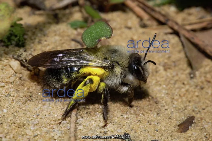 : Grey-backed Mining-bee (Andrena vaga) : Grey-backed Mining-bee (Andrena vaga)