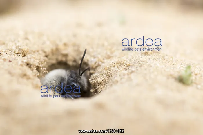 : Grey-backed Mining-bee (Andrena vaga) leaving n : Grey-backed Mining-bee (Andrena vaga) leaving n