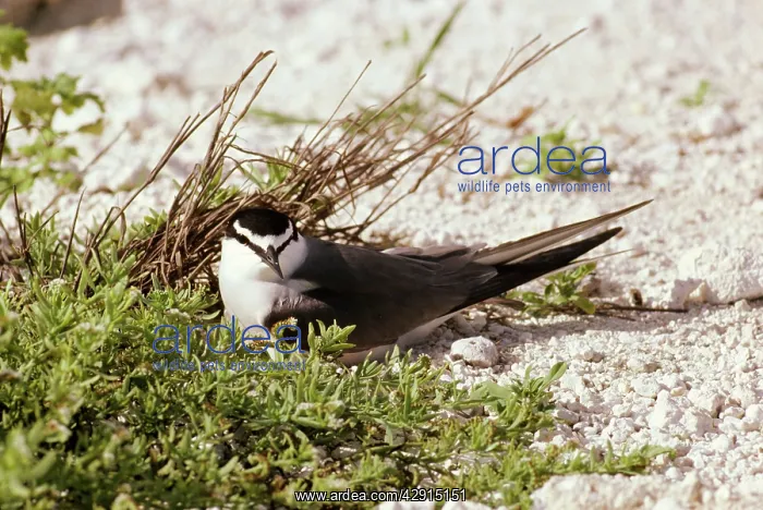 : Grey-backed / Spectacled Tern : Grey-backed / Spectacled Tern