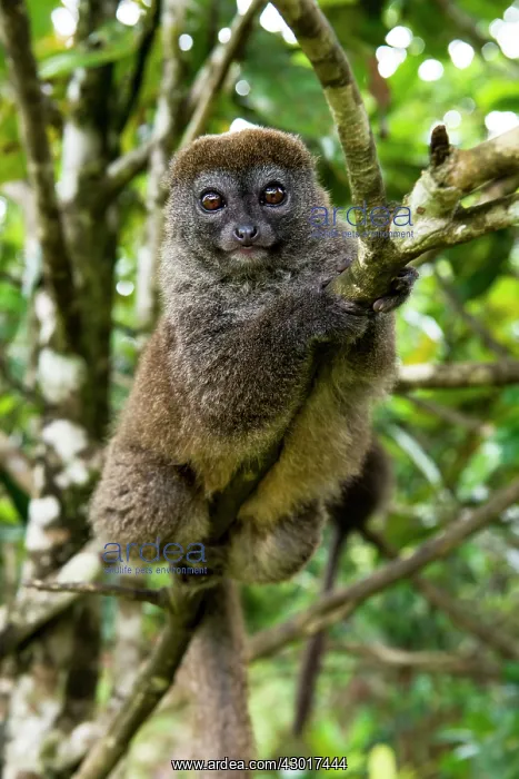: Grey Bamboo / Grey Gentle / Eastern Lesser Bamboo : Grey Bamboo / Grey Gentle / Eastern Lesser Bamboo