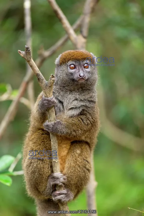 : Grey Bamboo Lemur - Vakona Forest Lodge, Andasibe, Madagasca : Grey Bamboo Lemur - Vakona Forest Lodge, Andasibe, Madagasca