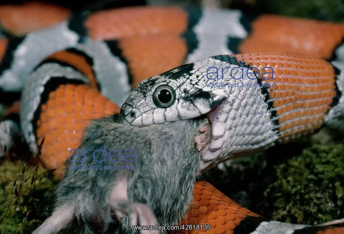: Grey-Banded King SNAKE - close-up, eating mouse : Grey-Banded King SNAKE - close-up, eating mouse