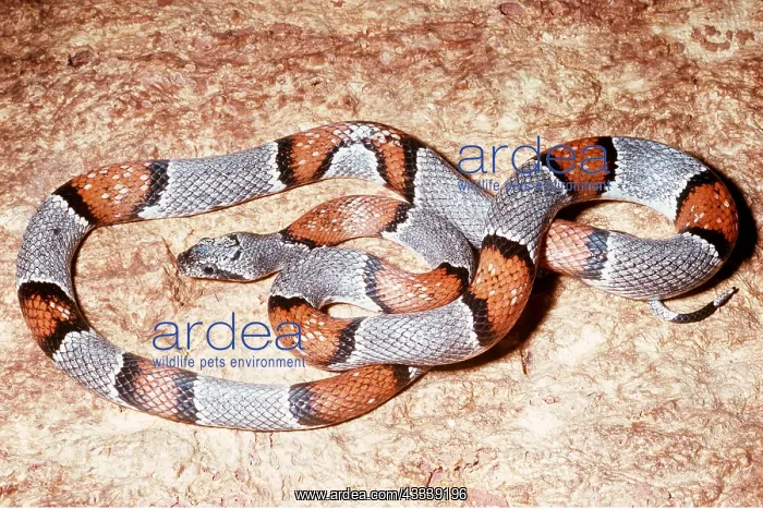 : GREY-BANDED KINGSNAKE : GREY-BANDED KINGSNAKE