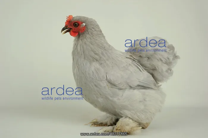 : Grey Bantam de Pekin Hen on white background : Grey Bantam de Pekin Hen on white background