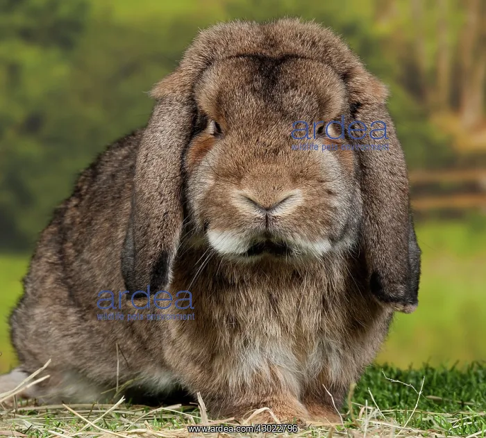  : Grey Belier Rabbit