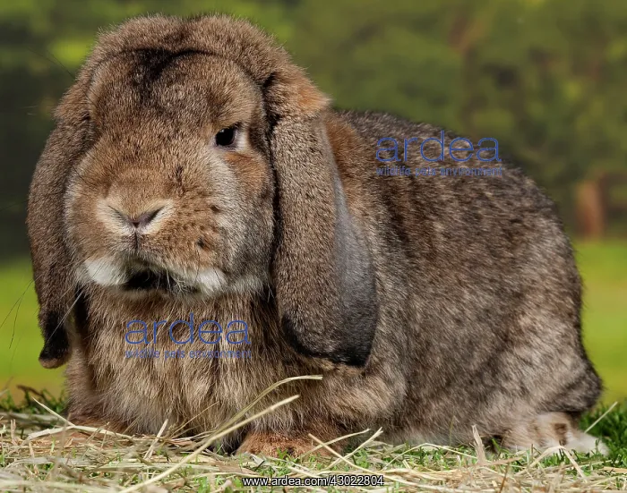  : Grey Belier Rabbit