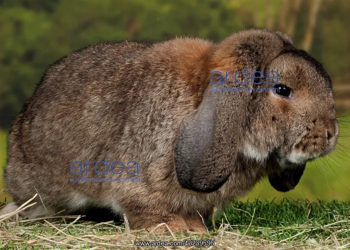  : Grey Belier Rabbit