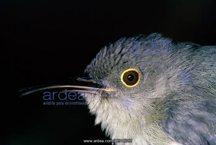 : Grey-bellied Longbill / Dwarf Longbill : Grey-bellied Longbill / Dwarf Longbill