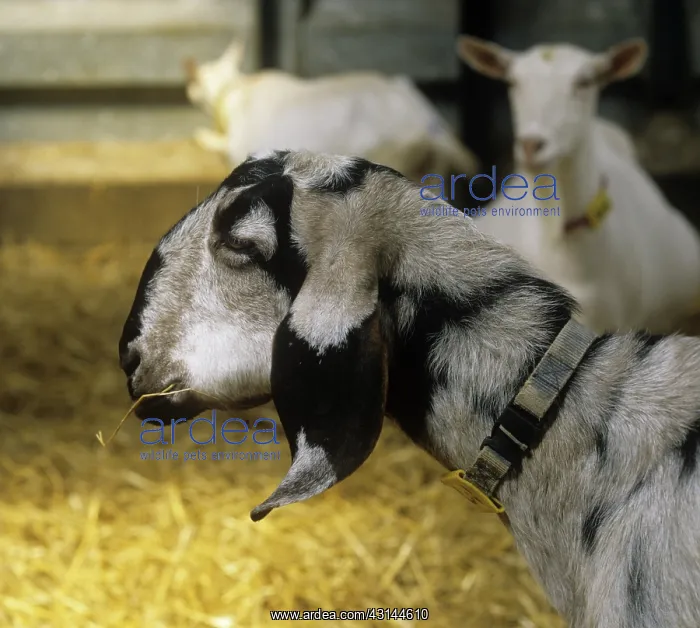 : Goat. Grey and black Anglo-Nubian cross nanny goat in straw bedded house : Goat. Grey and black Anglo-Nubian cross nanny goat in straw bedded house
