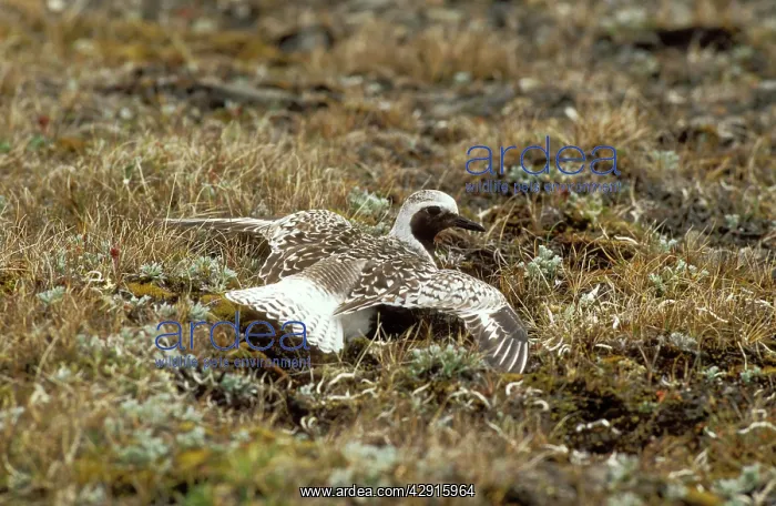 : Grey / Black-bellied Plover - feigning injury : Grey / Black-bellied Plover - feigning injury