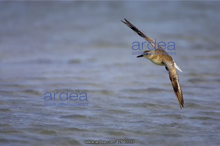 : Grey / Black-bellied Plover - in flight : Grey / Black-bellied Plover - in flight