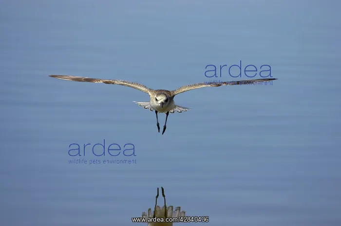 : Grey / Black-bellied Plover - in flight : Grey / Black-bellied Plover - in flight