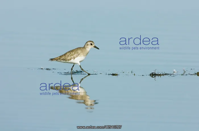 : Grey / Black-bellied Plover - Non Breeding - Wading : Grey / Black-bellied Plover - Non Breeding - Wading