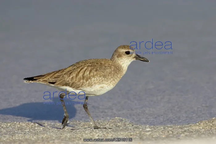 : Grey / Black-bellied Plover - running along edge of lagoon : Grey / Black-bellied Plover - running along edge of lagoon