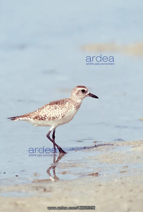 : Grey / Black-bellied Plover - On shore, winter : Grey / Black-bellied Plover - On shore, winter
