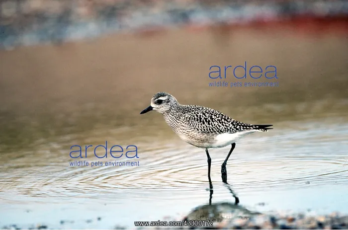 : Grey / Black-bellied Plover - wading : Grey / Black-bellied Plover - wading