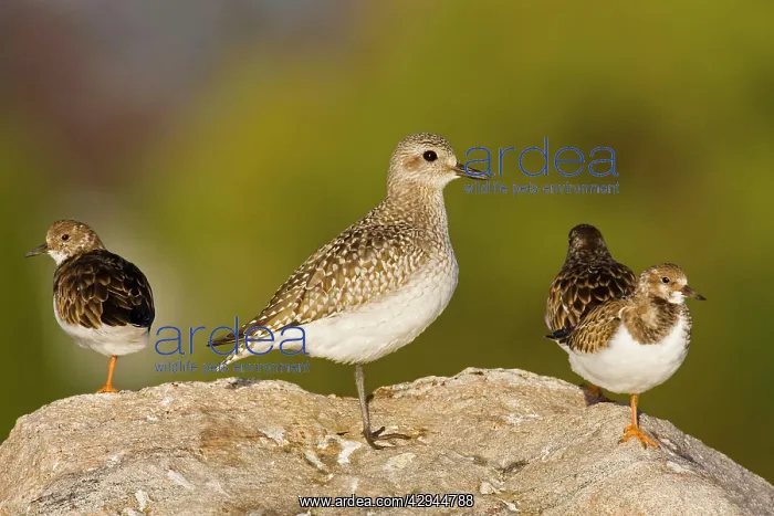  : Grey  /  Black-bellied Plover - in winter plumage
