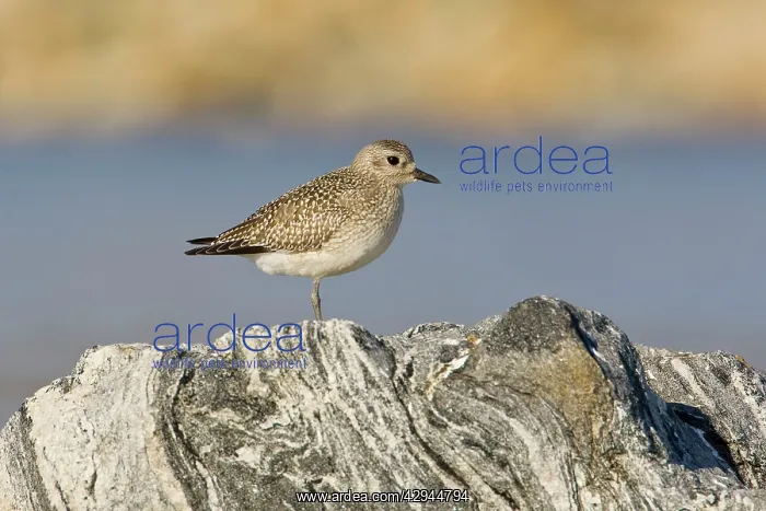 : Grey / Black-bellied Plover - in winter plumage : Grey / Black-bellied Plover - in winter plumage