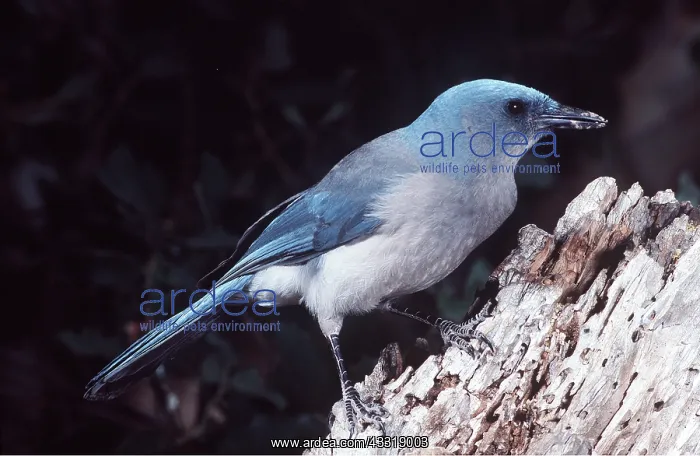 : GREY-BREASTED JAY / MEXICAN JAY - on post : GREY-BREASTED JAY / MEXICAN JAY - on post