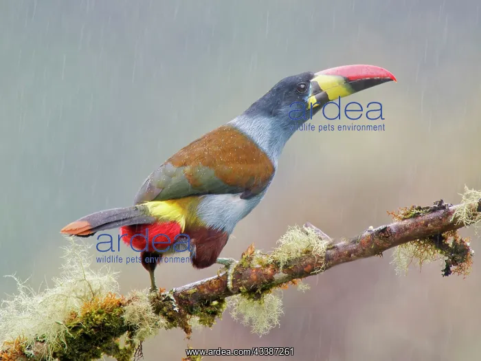 : Grey Breasted Mountain Toucan Andigena hypoglauc : Grey Breasted Mountain Toucan Andigena hypoglauc