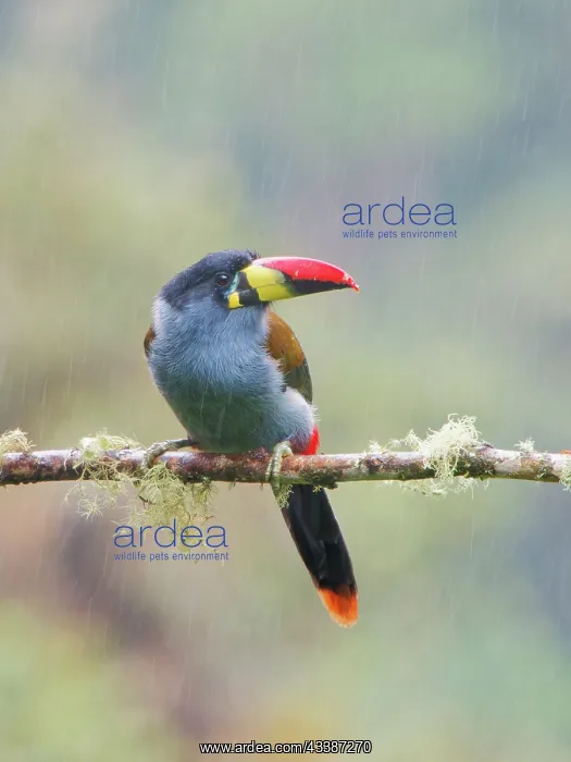 : Grey Breasted Mountain Toucan Andigena hypoglauc : Grey Breasted Mountain Toucan Andigena hypoglauc