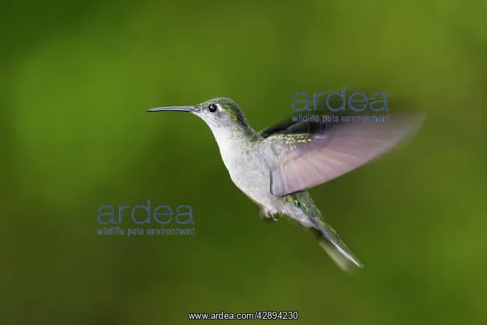 : Grey-breasted Sabrewing Hummingbird : Grey-breasted Sabrewing Hummingbird
