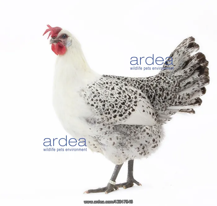  : Grey Bresse-Gauloise Chicken hen