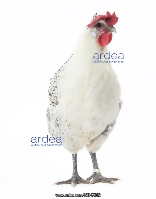  : Grey Bresse-Gauloise Chicken hen