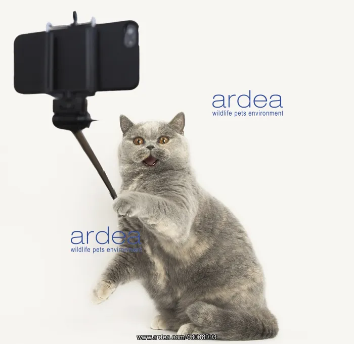 : Grey British cat on hind legs taking a selfie : Grey British cat on hind legs taking a selfie