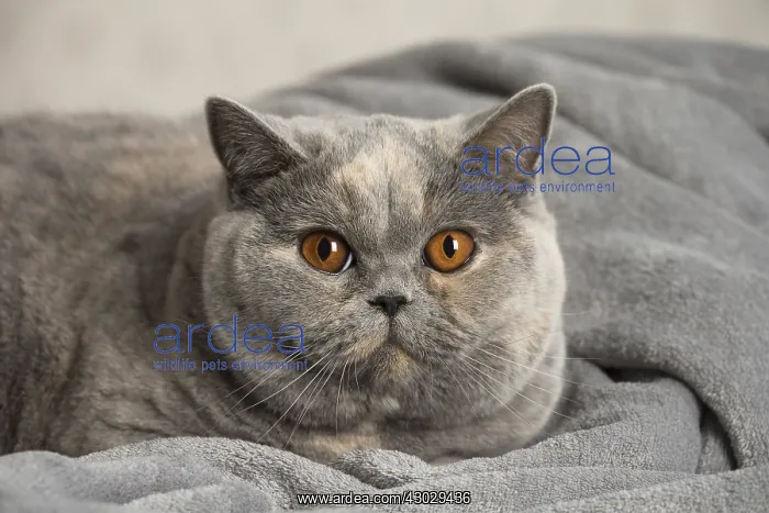 : Grey British cat indoors