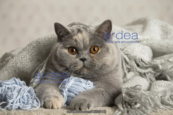  : Grey British cat indoors
