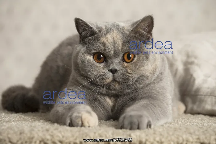  : Grey British cat indoors