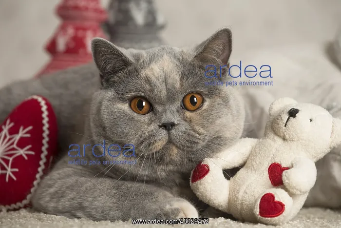 : Grey British cat indoors : Grey British cat indoors
