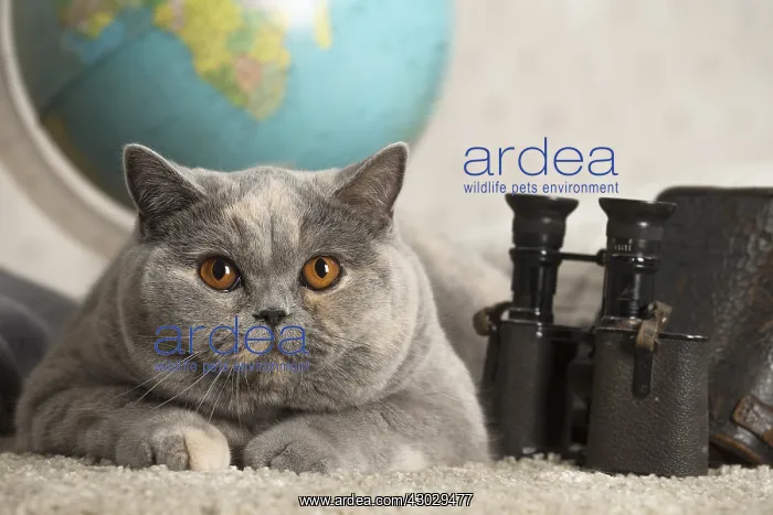  : Grey British cat indoors